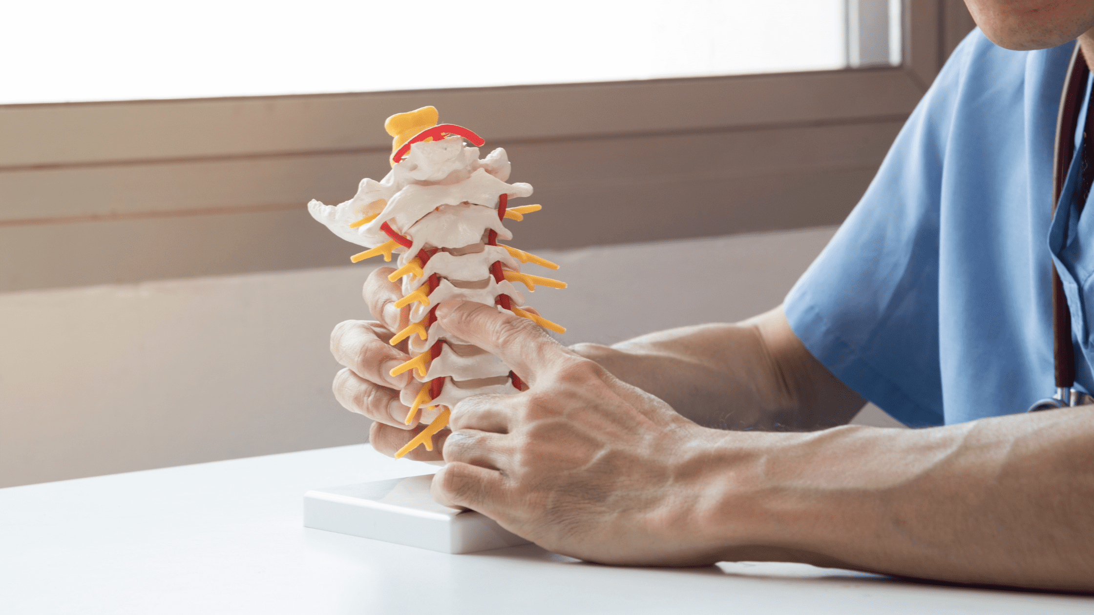 chiropractor holding a model of the spine